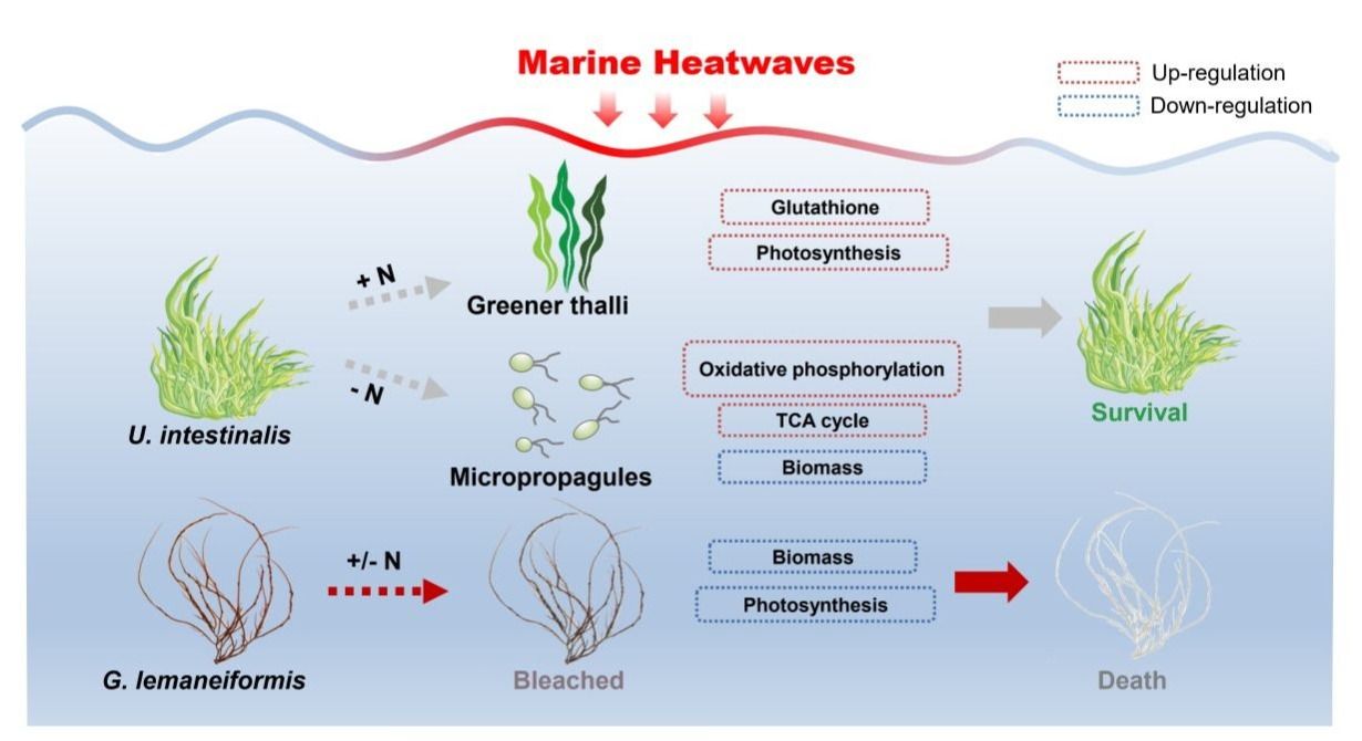 爆发性和养殖大型海藻对海洋热浪和氮加富的差异性响应