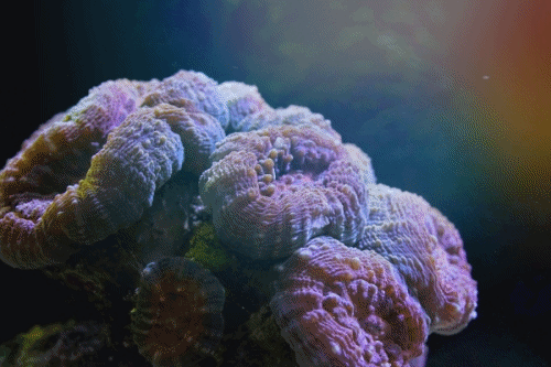 70.8珊瑚馆丨珊瑚本是“虫”？