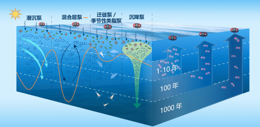 王为磊教授科研成果入选2023年度中国海洋与湖沼十大科技进展