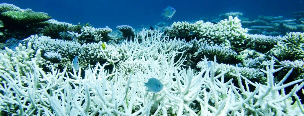 70.8珊瑚馆丨揭秘投食珊瑚虫的“超级大厨”！
