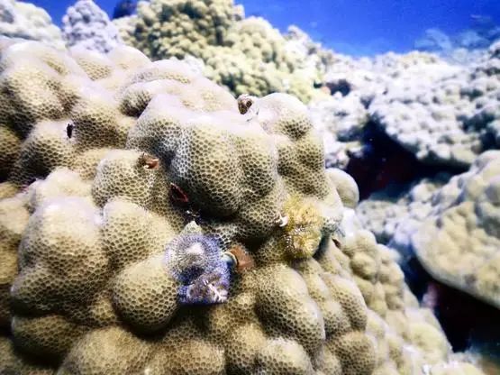 70.8珊瑚馆丨珊瑚选美101，究竟是谁更胜一筹？