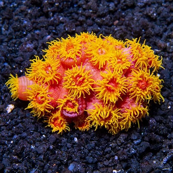 70.8珊瑚馆丨世界上最害怕美白的生物在这里！